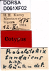 CollectionObject 1505189; a48f3319-4183-4f33-a2e8-29a1bb11c6d9, DORSA D061XF02: labels (syntype). (CollectionObject).