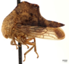 Habitus, lateral view: !! display not done !! on Telamona reclivata Fitch, 1851: (Observation).