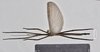 CollectionObject 1572755; NHMUK(SF IMPORT DUPLICATE) 845368, dee61c87-55d1-4b8c-8255-120f91e65e6c: copyright Natural History Museum, London. male (paratype). (CollectionObject).