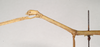CollectionObject 1558001; NHMUK(SF IMPORT DUPLICATE) 844909, c78aab5a-793f-44bf-a38b-8755346809e4: copyright Natural History Museum, London. female: head and thorax, lateral view of synonym Gratidia hebraica (holotype). (CollectionObject).