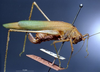CollectionObject 1501731; ebe59413-3ad7-4252-8067-b1cd3d054dd8: female habitus lateral view (syntype). (CollectionObject).