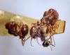 Myrmecoblatta wheeleri Hebard, 1917: Photo taken by Heidi Hopkins. (Otu).