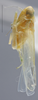Habitus, lateral view: Lateral. Female. (Observation).