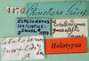 CollectionObject 1500734; 76466c5b-8db8-41ad-9d8b-ed9e2b38669d, MfN 4476: labels (holotype). (CollectionObject).
