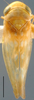Habitus, dorsal view on Cetexa graecula (Ball, 1901): Cetexa graecula, dorsal habitus (NMNH). (Observation).
