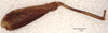 CollectionObject 1537269; 252c2a2e-2a58-4f07-9ce9-2293a5755754: holotype male (hind leg 1). (CollectionObject).
