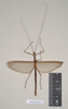 CollectionObject 1560811; 37433f9c-8556-43cf-a296-dde0d4ef6a92: copyright Natural History Museum, London. male of Phasma maculatum (holotype). (CollectionObject).