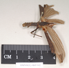 CollectionObject 1558176; 19a9cf87-574a-4d72-a8d6-250e92251cda: copyright Natural History Museum, London. male, lateral view of synonym Phasma corniceps (holotype). (CollectionObject).