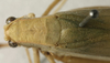 CollectionObject 1535913; d117365e-5930-4cff-9473-f18bc9f99a9f: female pronotum, dorsal view (syntype). (CollectionObject).