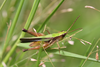 FieldOccurrence 198; 12019e42-8199-4d1f-8983-ef96c4dad451; Kenya
Kakamegaforest, 2011/11/13: male. (FieldOccurrence).