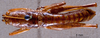 CollectionObject 1531379; NMW No. 6628, d94fc456-0e46-4d29-b528-3cb338ef0c39: male, dorsal view (lectotype). (CollectionObject).