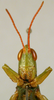 CollectionObject 1537804; c86f154b-a5a0-497a-af16-e74883ec53d4: male face (paratype). (CollectionObject).