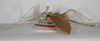 CollectionObject 1557425; 2b097204-6d6d-41fd-a339-280c85ea5c04: copyright ZMB, Berlin. male, lateral view of synonym Haplopus ceratophyllus (syntype). (CollectionObject).;CollectionObject 1557426; c4b643df-7950-47f4-b9fd-d880ccb56f72: copyright ZMB, Berlin. male, lateral view of synonym Haplopus ceratophyllus (syntype). (CollectionObject).