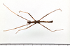 CollectionObject 1558137; 1538b937-0ef1-466b-a439-0ce0bdb24f0a: copyright MNHG, Geneva. male, dorsal view (syntype). (CollectionObject).;CollectionObject 1558138; e96a9060-98ad-481a-b0ea-009f1452e544: copyright MNHG, Geneva. male, dorsal view (syntype). (CollectionObject).