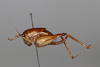 CollectionObject 2062463; a3fe4c8e-607d-4497-89e5-fdcffd4b1f6d: Female, lateral habitus. (CollectionObject).