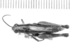 CollectionObject 1524880; 0b18d1c4-9a8c-4b4e-ba55-0ebe917bd088: female, dorsal view (holotype). (CollectionObject).