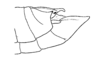 Titanacris albipes (De Geer, 1773): Fig. 42. male abdomen tip, lateral view. (Otu).