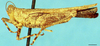 CollectionObject 1505144; 099782ce-e3b3-4f9e-abb1-97a1d4a9c195, DORSA D028XM03: male, lateral view (paratype). (CollectionObject).