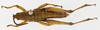 CollectionObject 1501022; 40be3203-8cae-4703-9e3d-354d89855c27: male, dorsal view (holotype). (CollectionObject).