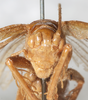 CollectionObject 1533038; NMW 15.460', 1e7dca16-5ead-4a8e-b7d2-95952751d224: female, frontal view (syntype). (CollectionObject).