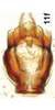 Anal tube processes on Bretega juxtaspiverpa Stiller, 2017: Anal tube process, dorsal view. (Observation).