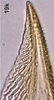 Ovipositor on Bretega furciverpa Stiller, 2017: Valvula I, apically. (Observation).