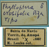 CollectionObject 1542775; b5a386ab-27ac-4ca7-8af7-6ff51d17c70f: male, labels (holotype of Phylloptera erosifolia). (CollectionObject).