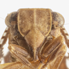 Head on Dictyssa obliqua Ball, 1910: (Observation).