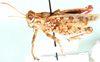 Anabibia thoracica Dirsh, 1956: male, lateral view. (Otu).