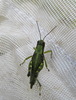Booneacris glacialis amplicerca (Caudell, 1936): female (Riley Lake Wildlife Management Area, Price County, Wisconsin, 26 July 2013, netted from 10 feet up in Tamarack tree). (Otu).