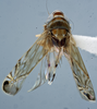 Habitus, lateral view: (Observation).