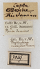 labels (syntype). Depicts CollectionObject 1566550; NMW 7839, 6e57035f-bf19-42b6-88ea-a534387092a4, a CollectionObject.