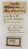CollectionObject 1566550; NMW 7839, 6e57035f-bf19-42b6-88ea-a534387092a4: labels (syntype). (CollectionObject).