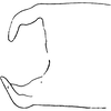 Anal tube processes: Anal tube. (Observation).