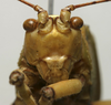 CollectionObject 1535078; c01a7bb7-e959-458c-a542-8c77e7c05b51: male face (lectotype). (CollectionObject).