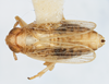 Habitus, dorsal view on Calbodus pallidulus Blanchard, 1852: (Observation).