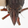 Head: (Observation).