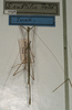 CollectionObject 1561973; NMW 1098, 02367e80-8b8b-4299-894e-b98138cd4c3f: copyright NMW, Vienna. male of Sipyloidea subtilis (holotype). (CollectionObject).
