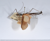 CollectionObject 1560957; 86a6529c-7fa7-4590-a732-d953ee652451: copyright ANSP. female, lateral view (holotype). (CollectionObject).
