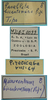 labels (syntype of Microcentrum bicentenarium). Depicts CollectionObject 1542957; DEES MZLQ-I0099', c61bc725-75d2-4d06-8500-6681b05e5709, a CollectionObject.