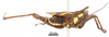 CollectionObject 1567603; 380b7015-b89c-4934-ad1c-775f7325b448: male, lateral view (holotype). (CollectionObject).