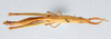 CollectionObject 2775443; CNCI 981742, bbb55178-be37-4178-9eeb-990a6a9ee235: Achurum carinatum. Dorsal view. (CollectionObject).