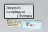 CollectionObject 2869234; CNCI 1013617, 7e4a64b2-bdf3-4c60-a0a0-fcedd43a7d16: Barytettix humphreysii. (CollectionObject).