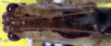 Phlugiolopsis (Phlugiolopsis) henryi Zeuner, 1940: male, dorsal view (paratype). (Otu).