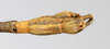 CollectionObject 1561480; 75e3de03-9f05-4be1-b4c7-e8a173e8faf7: copyright MHNG Geneva. male: end of abdomen, dorsal view (syntype). (CollectionObject).
