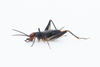 CollectionObject 1593850; a44fda42-3941-49db-97d9-f647d48cd9db: male habitus. (CollectionObject).