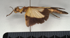 CollectionObject 1558268; f3dad98e-bffc-419f-b891-eed915efa757: copyright MIZ, Warsaw. female, lateral view (syntype). (CollectionObject).;CollectionObject 1558269; b4cef16c-4cb8-45c5-b455-7adc37dbc9d4: copyright MIZ, Warsaw. female, lateral view (syntype). (CollectionObject).