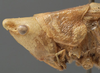 CollectionObject 1505701; a91890f7-3077-4e69-b78a-29794acc7b91: female head and pronotum, lateral view (syntype). (CollectionObject).