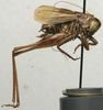 CollectionObject 1521791; be9bb65d-1fe3-4a66-be1a-e7520294fbb0: male, lateral view (paratype). (CollectionObject).