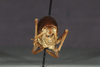 CollectionObject 1575861; 2189e54d-78c3-4ff8-b443-39fcd9981ad0: male, caudal view (holotype). (CollectionObject).